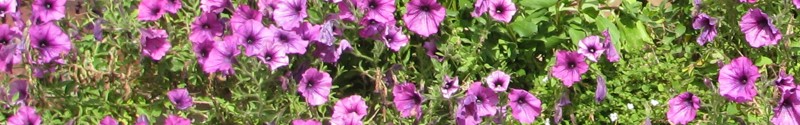 bloem
